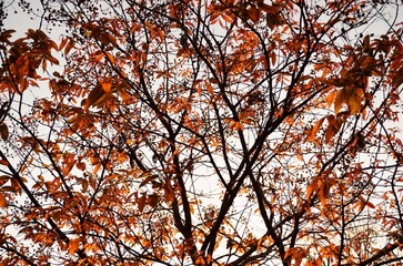 Beautiful colored leaves in autumn