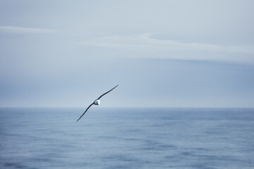 Dyrhólaey Promontory, Iceland, North Atlantic Ocean