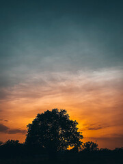 Obraz na płótnie Canvas sunset behind the tree