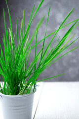 Germination of microgreens. Germinating seeds at home. Vegan and healthy food concept. Sprouted wheat micro greens. Sprouted grain. Growing seedlings. Natural food.