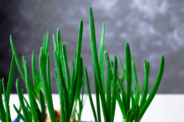 Indoor green onions. Growing greens at home. The concept of proper nutrition. Vegan or vegetarian food.
