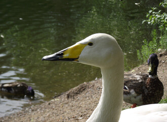 head of whooper swan