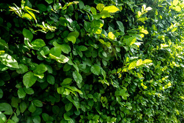 Tight canopy Siamese rough bush trees plantation for fence