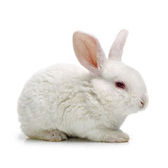 Cute white baby rabbit