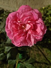 ABHA, SAUDI ARABIA - MAY 27, 2019: CLOSEUP IMAGE TAKEN OF A BEAUTIFUL PINK ROSE FLOWER AT A GARDEN IN ABHA, SAUDI ARABIA.