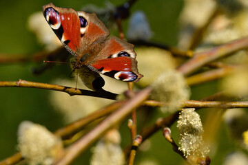 Peacock eye butterfly on willows kitten in spring