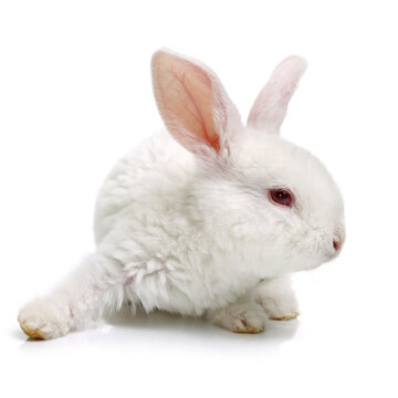 Cute white baby rabbit