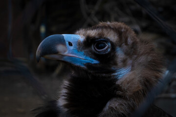 Portrait of a bird of prey - a black vulture with a blue beak in dark colors