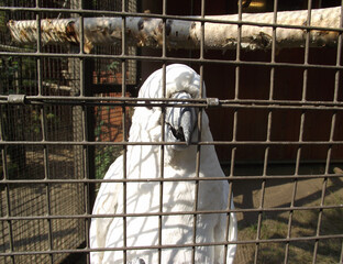 white bird in the cage