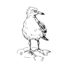 Seagull. Hand-drawn in sketch style. Vector illustration, isolated on white.