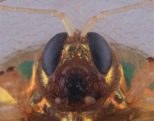 gold lady bugs close up