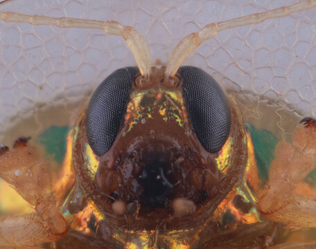 Gold Lady Bugs Close Up