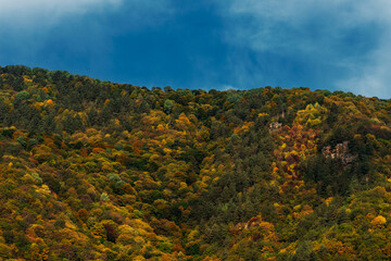 Colorful autumn forest, horizontal view. Mountain forest in autumn. Colorful mountains in autumn. Beautiful autumn landscape. Copy space