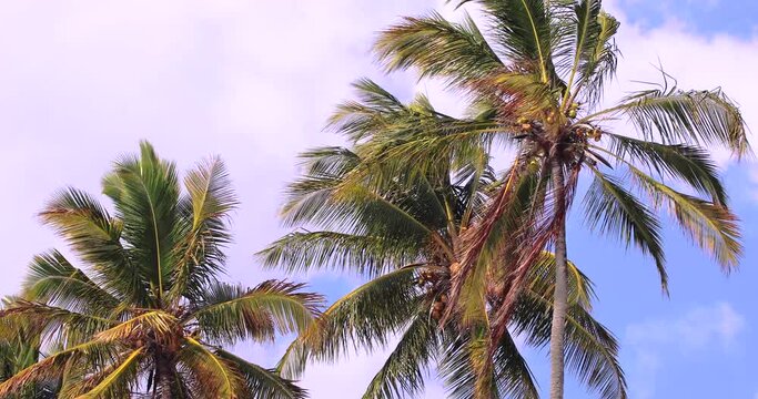 Close-up of palm trees on the wind, blue sky with clouds. Tropical climate, high cocos palms waving.