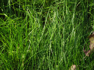 green grass in the wind