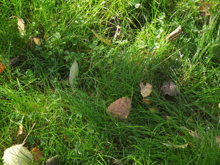first autumn leaves on the grass