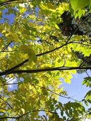 green leaves against blue sky