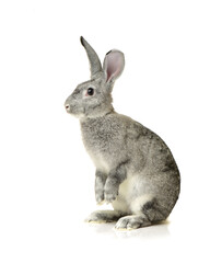 grey rabbit on a white background