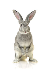 grey rabbit on a white background