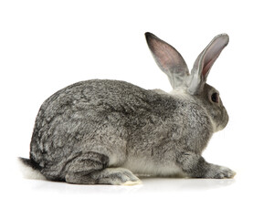grey rabbit on a white background