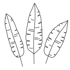 Set of exotic tropical leaves. The plant of the jungle and Hawaii. Hand draw doodle style. Black outlines isolated on a white background. Vector elements for cards, posters, flyers, stickers, design.