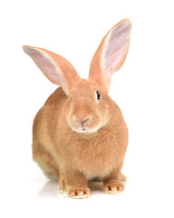 orange rabbit on white background 