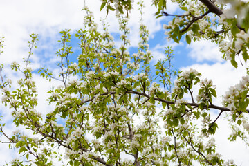 Flowers of the cherry blossoms on a spring