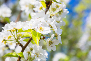 White oriental cherry in spring over clear blue sky