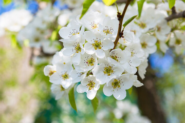 Obraz premium White oriental cherry in spring over clear blue sky