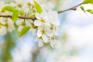 White oriental cherry in spring over clear blue sky