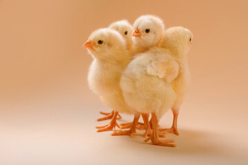 Image of a few newborn fluffy fledgling chicken.