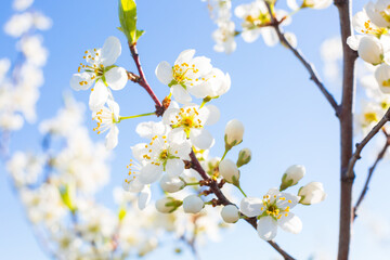 White oriental cherry in spring over clear blue sky