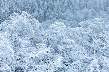 Winter forest covered by snow closeup. Landscape photography