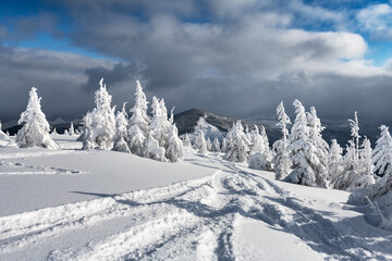 Fantastic landscape with snowy trees and freeriders ski tracks in winter mountains