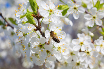 White oriental cherry in spring over clear blue sky