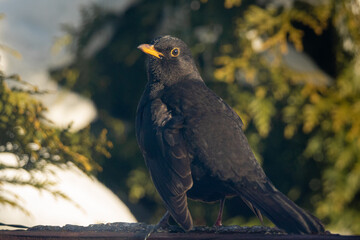 Amsel genießt Wintersonne