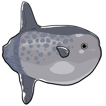 Simple and realistic sunfish illustration design