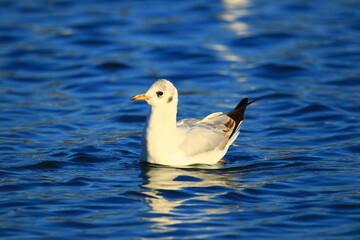 Gull on the lake in beautiful sunny day