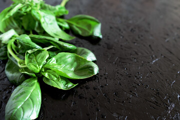 Fresh sprigs and leaves of basil on a dark background.