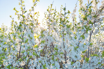 Blooming sakura tree on sky background in garden or park.