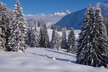 Blick über tief verschneite Wälder auf die Höfats