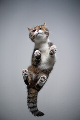 bottom view of a tabby white british shorthair cat standing on transparent glass table looking...