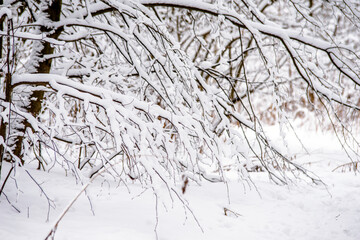 Snow-covered tree branches in a winter Park
