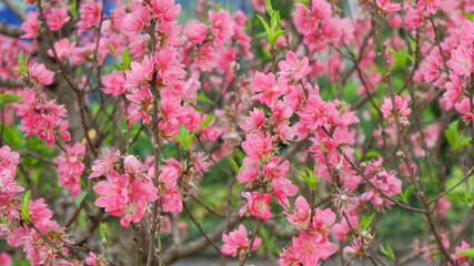 Obraz na płótnie Canvas Spring tree with pink flowers