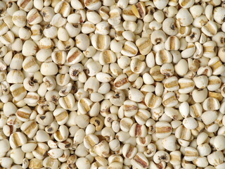 Job's tears background