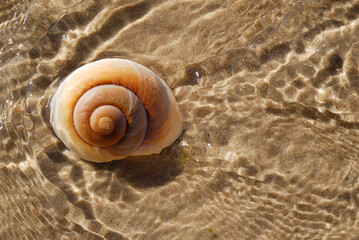 Seashell on a beach