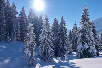 Fototapeta na wymiar Schneebedeckte Tannen und strahlender Sonnenschein