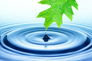 Naklejka na ściany i meble Drop of water falling from green leaf