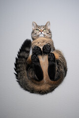 bottom view of tabby cat sitting on transparent glass table looking down at camera with copy space