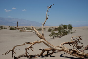 dead tree in the desert